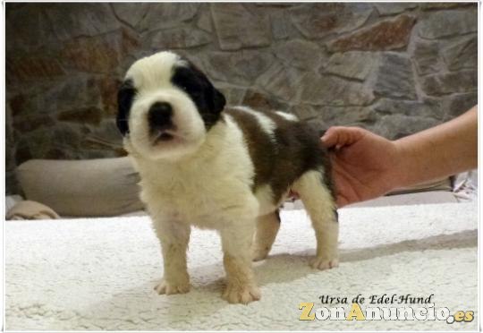 cachorros de san bernardo edel-hund